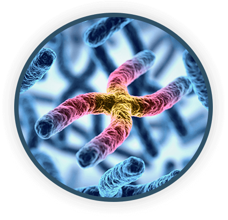 Tetrahymena