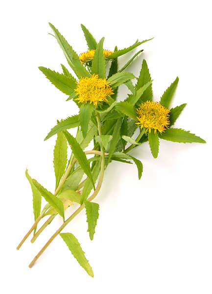 Rhodiola
