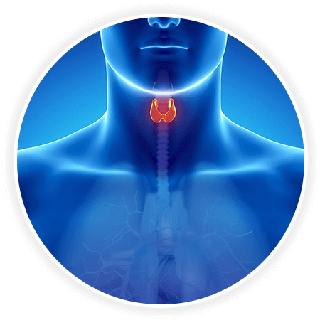 Thyroid gland