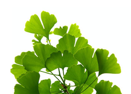 Ginkgo
