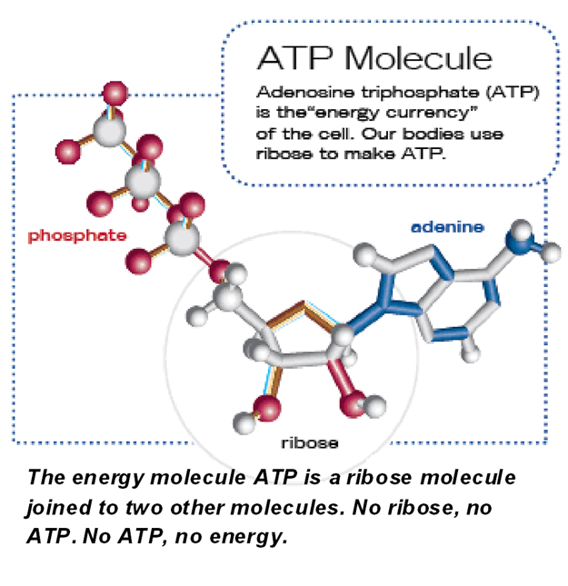 ATP Molecule